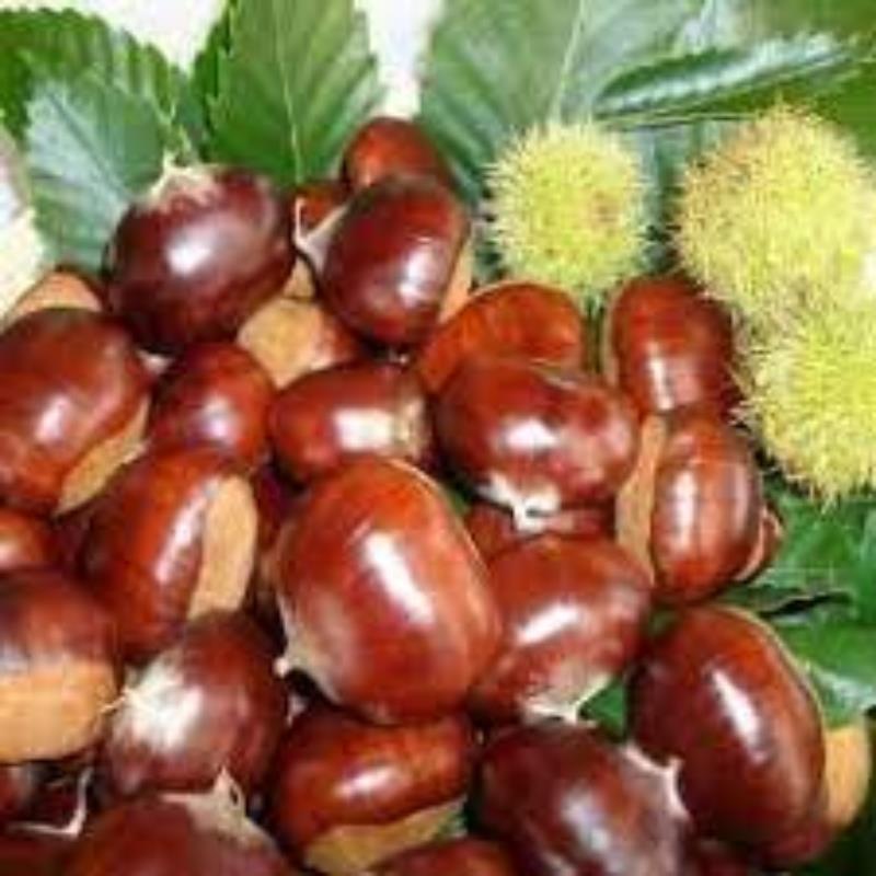 Karadeniz Kestane Fidanı 5 Yaş 150 Cm 200 Cm