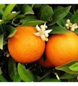Washington Citrus Portakal Ağacı Fidanı 150 Cm 200 Cm (Saksıda)