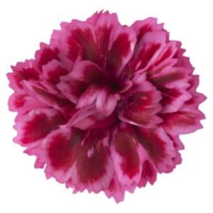 Kırmızı Pembe Bodur Karanfil Çiçeği 20Cm-40Cm