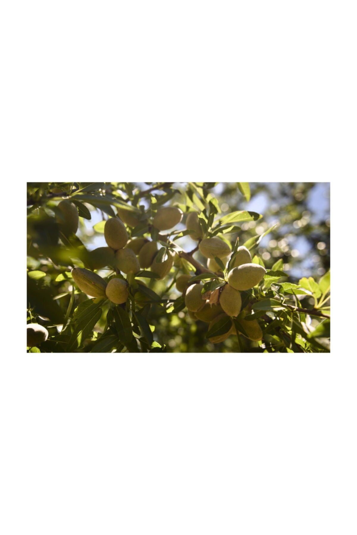Garrigues Badem Fidanı 5 Yaş 150 Cm 200 Cm