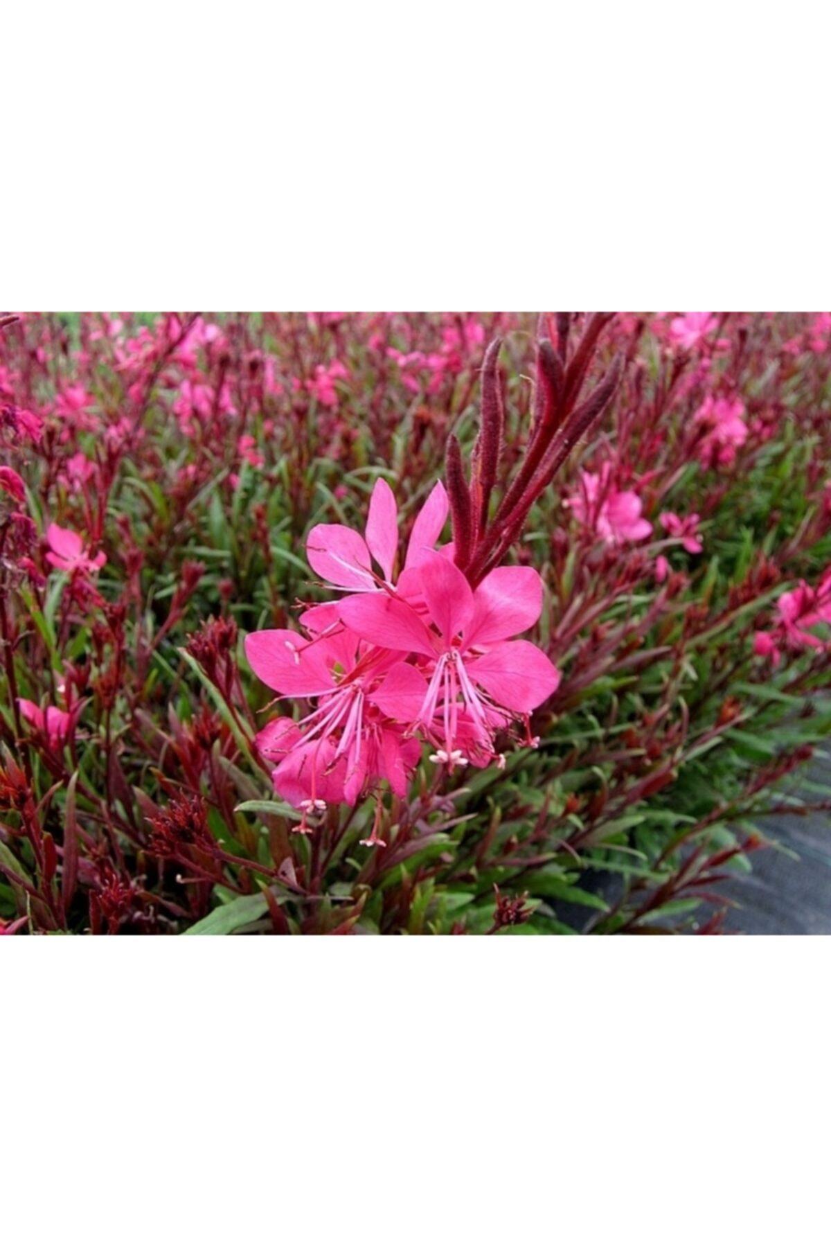 30 Adet Pembe Gavura Fidesi 5Cm-15Cm