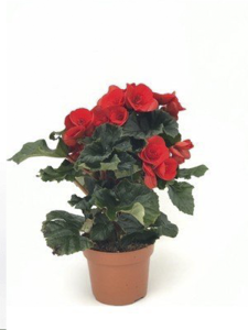 Yeşil Yapraklı Kırmızı Çiçekli Küçük Hanım Begonya Fidanı Fidesi 5 cm 15 Cm 10 Adet