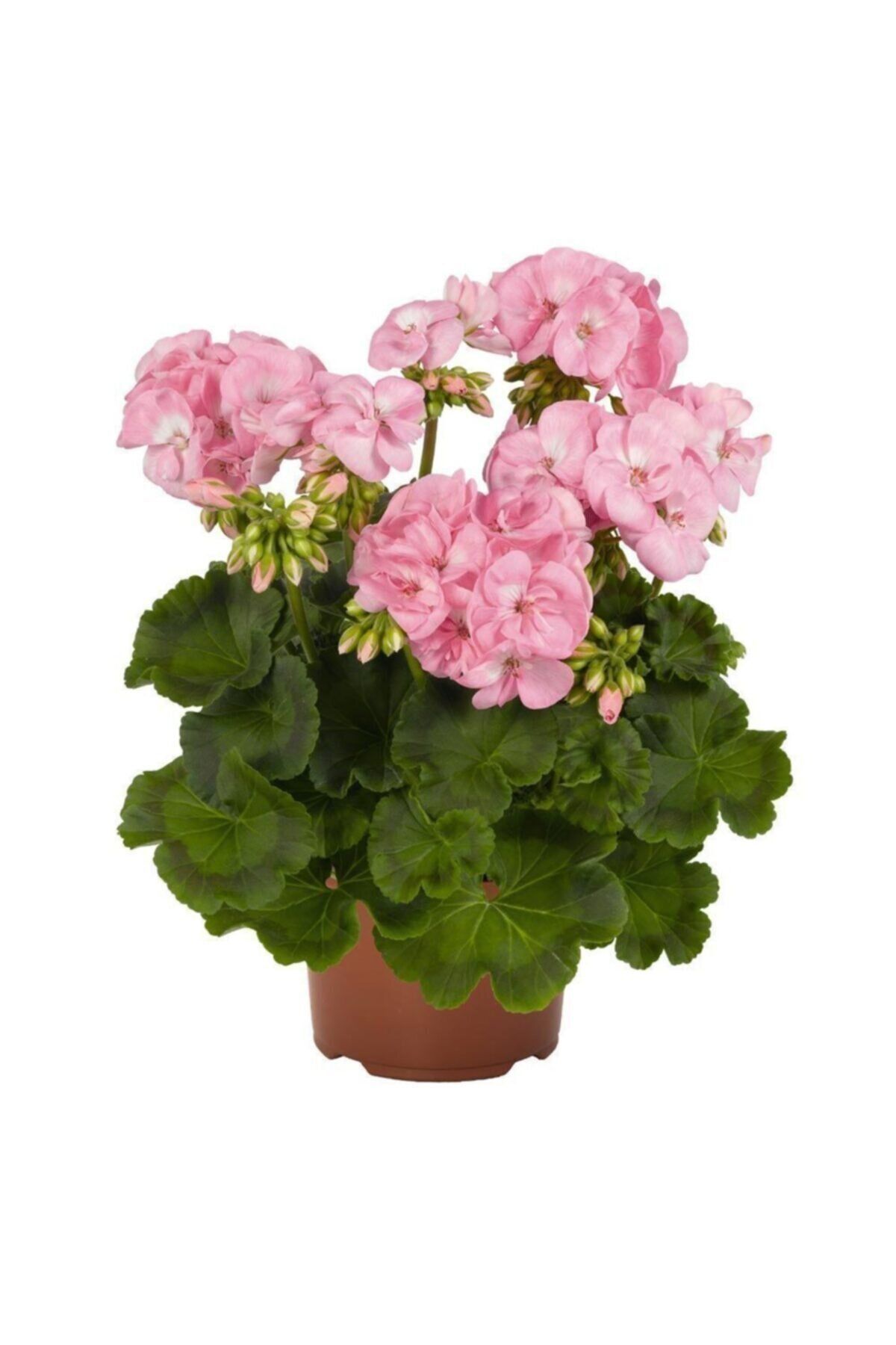Açık Pembe Sardunya Çiçeği Fidanı 10Cm-30Cm