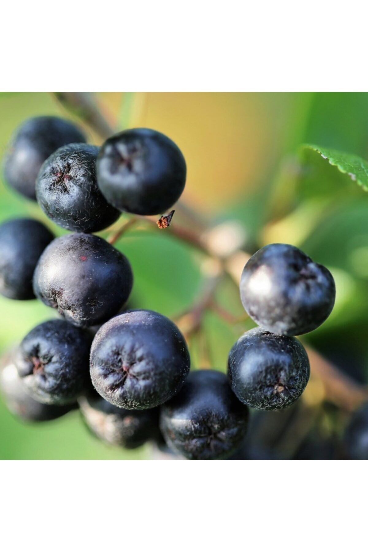 Rus Yaban Mersini Amit Aronia Fidanı 40-60 Cm