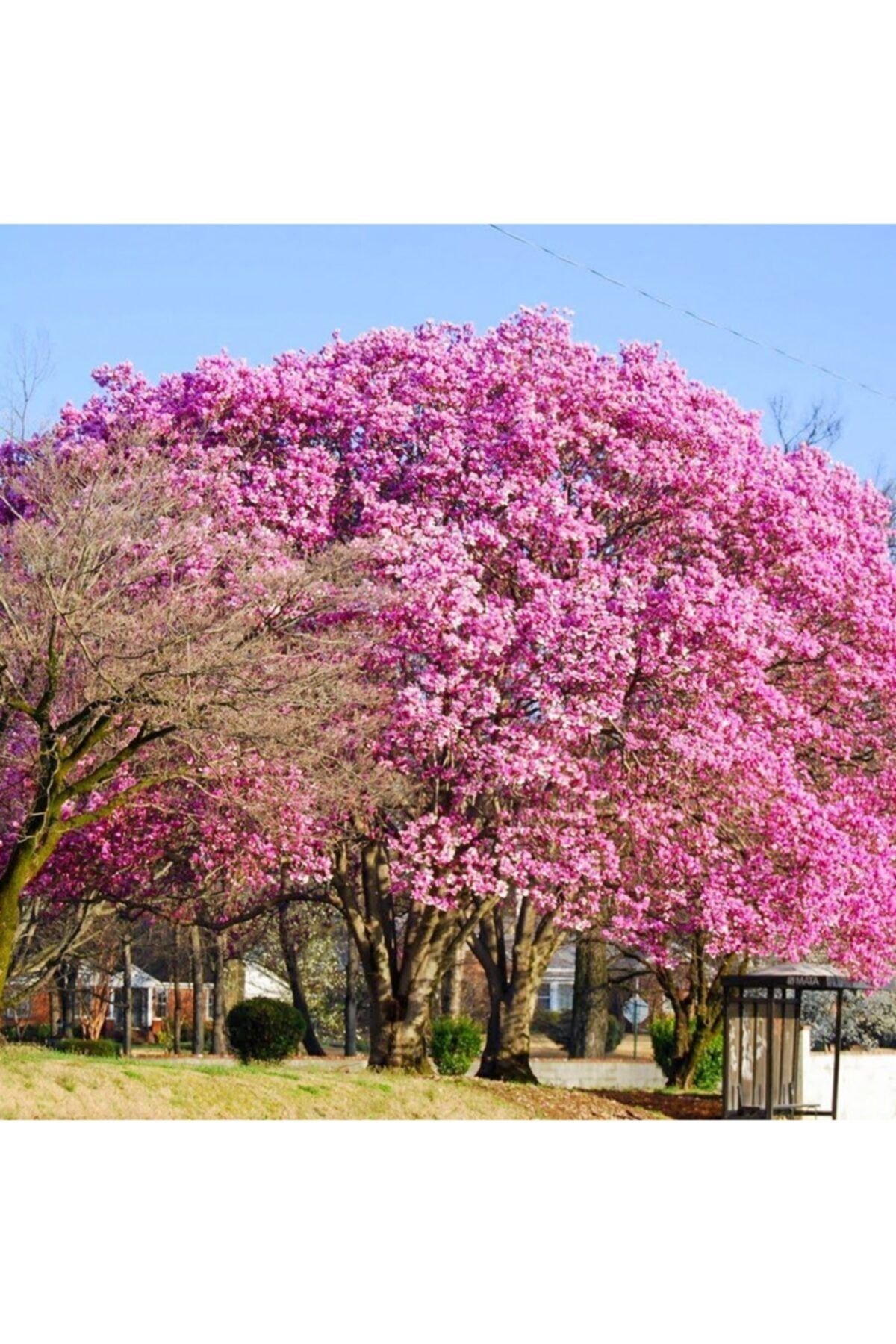 Pembe Çin Kavağı Pavlonya 40Cm-60Cm