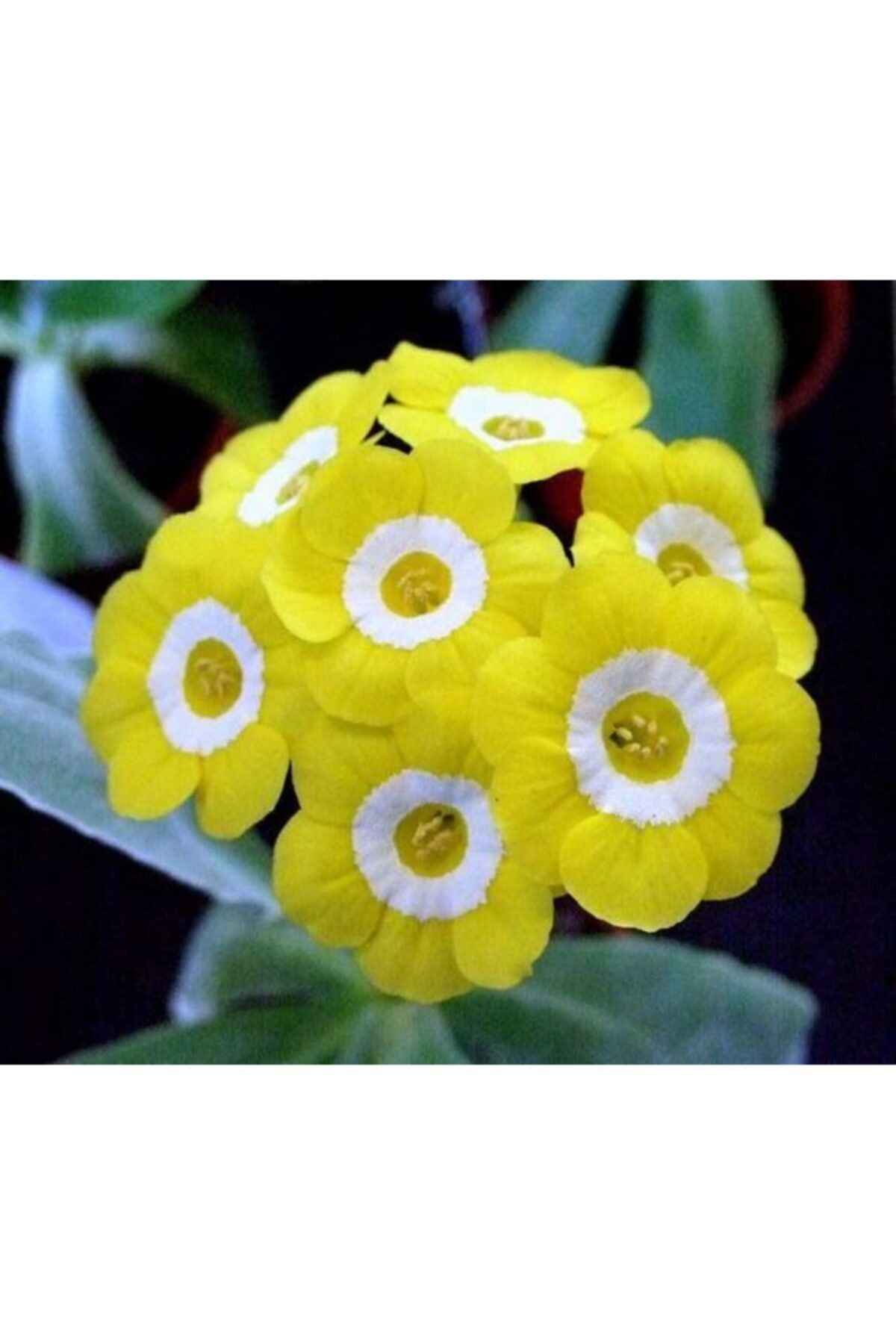 Sarı Çuha Çiçeği Fidanı 5-15Cm
