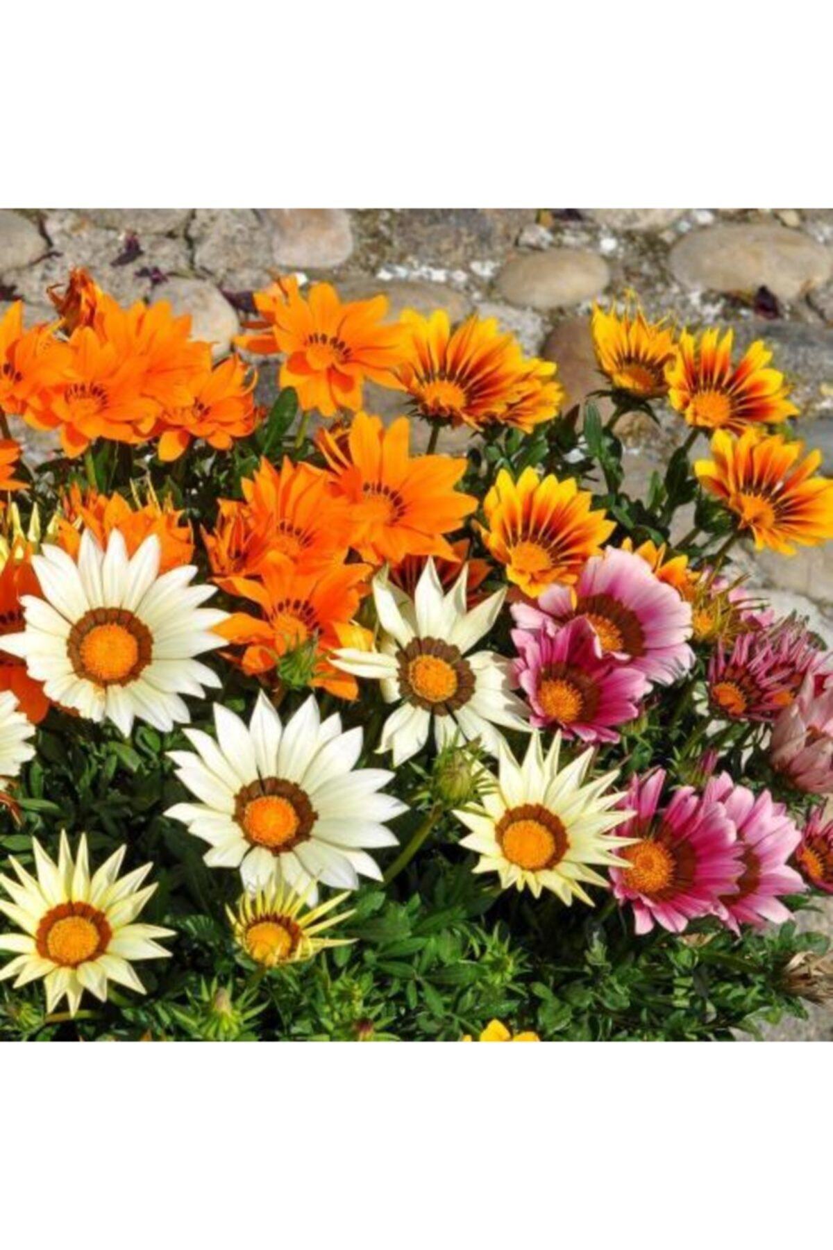 Karışık Renk Gazanya Çiçeği 10 Adet