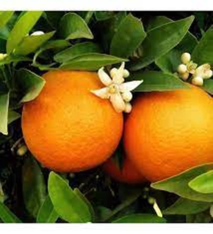 Washington Citrus Portakal Ağacı Fidanı 80 Cm 100 Cm (Saksıda)
