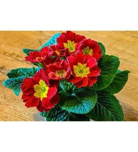 Kırmızı Sarı Çuha Çiçeği Fidanı 5-15Cm