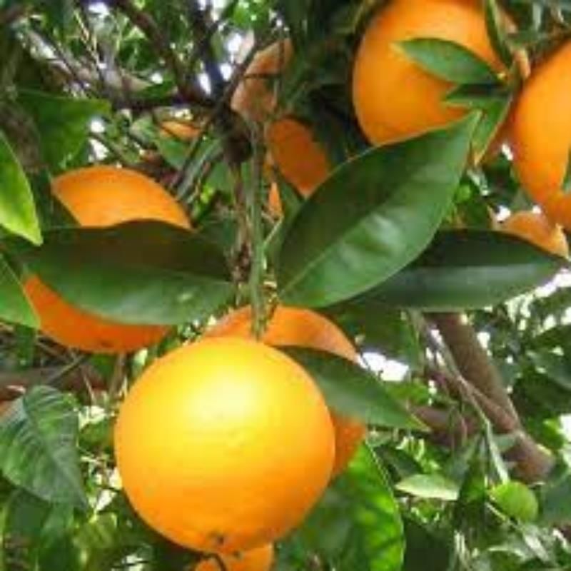 Novel Portakal Ağacı Fidanı 80 Cm 100 Cm (Saksıda)