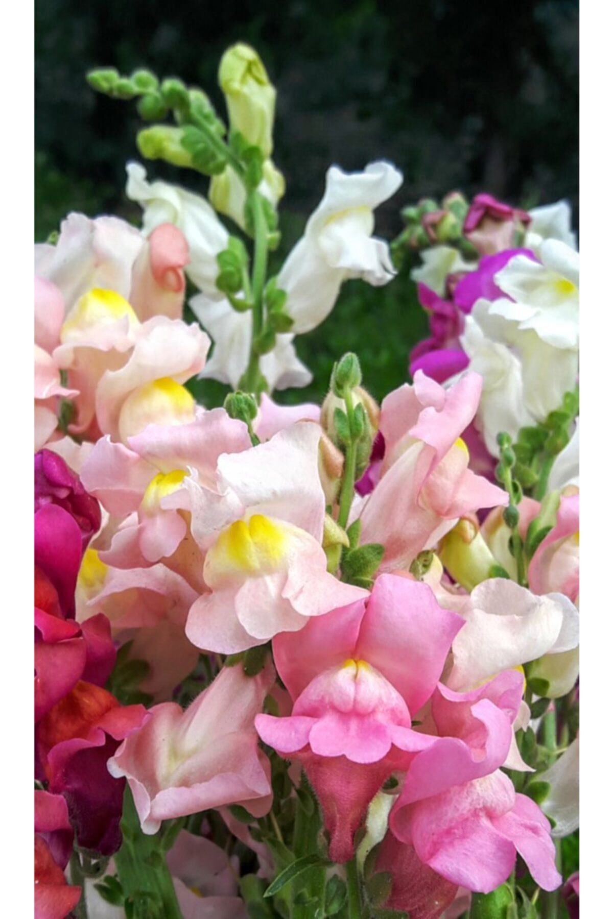 Pembe Beyaz Aslanağzı Çiçeği Fidesi 5Cm-15 Cm 10 Adet