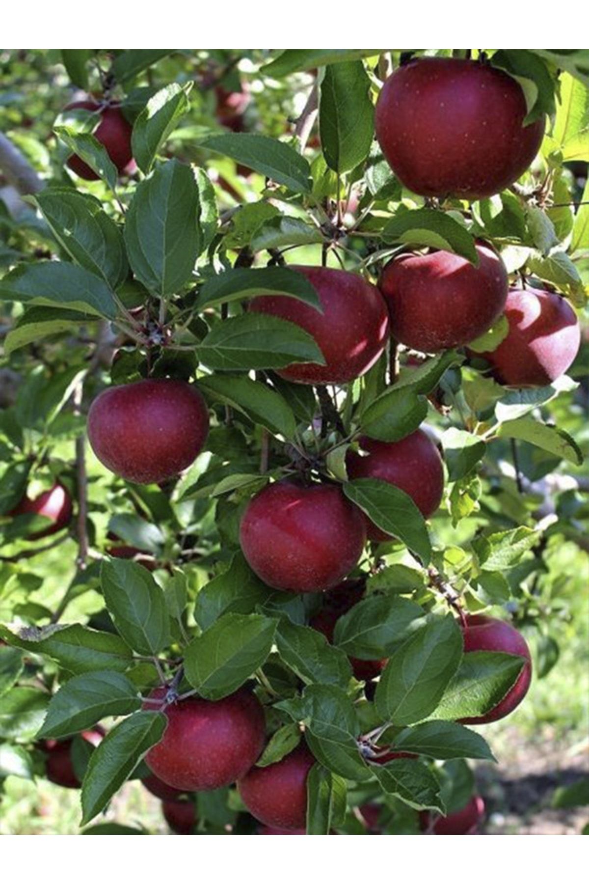 Buckeye Elma Ağacı Fidanı 3 Yaş 100 Cm 120 Cm