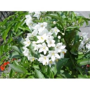 Beyaz Yasemin Çiçeği 100Cm-120Cm