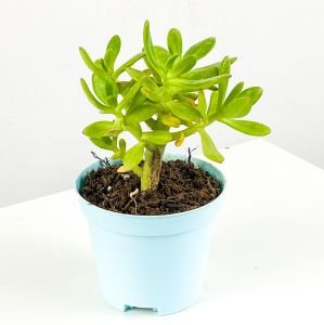 Sedum Çiçeği Fidanı 5Cm-15Cm