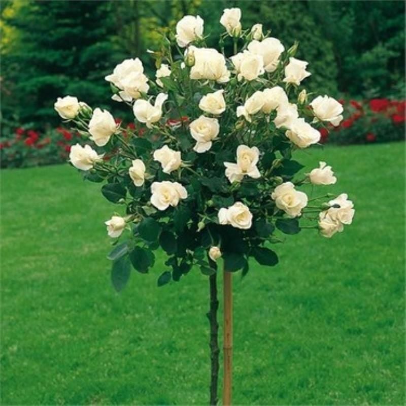 Beyaz Tijli Baston Gülü 100Cm-120Cm