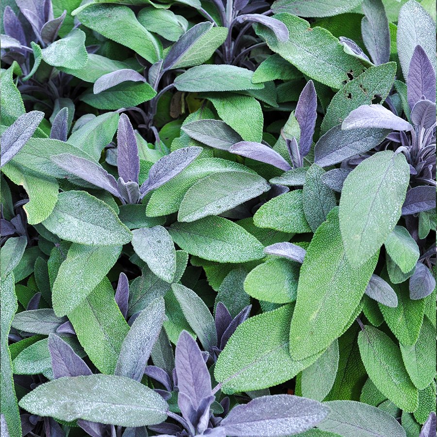 Salvia Officinalis Purpurmantel Mor Adaçayı Fidesi-2 Adet