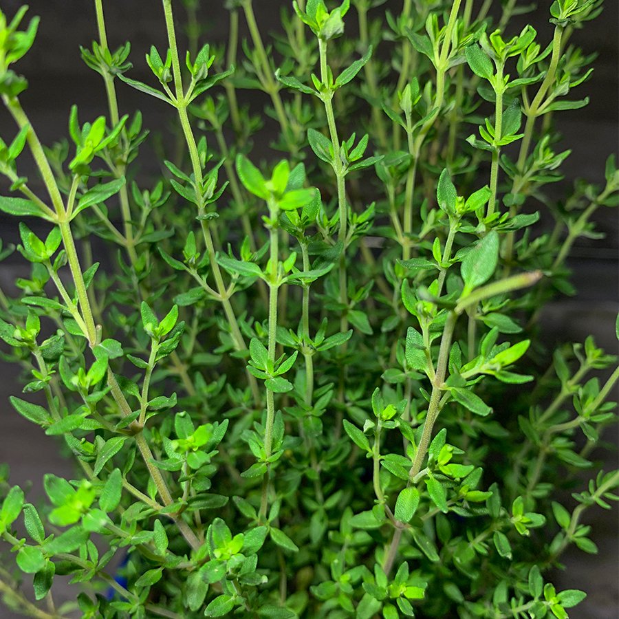 Saksılı Thymus vulgaris Bahçe Kekiği