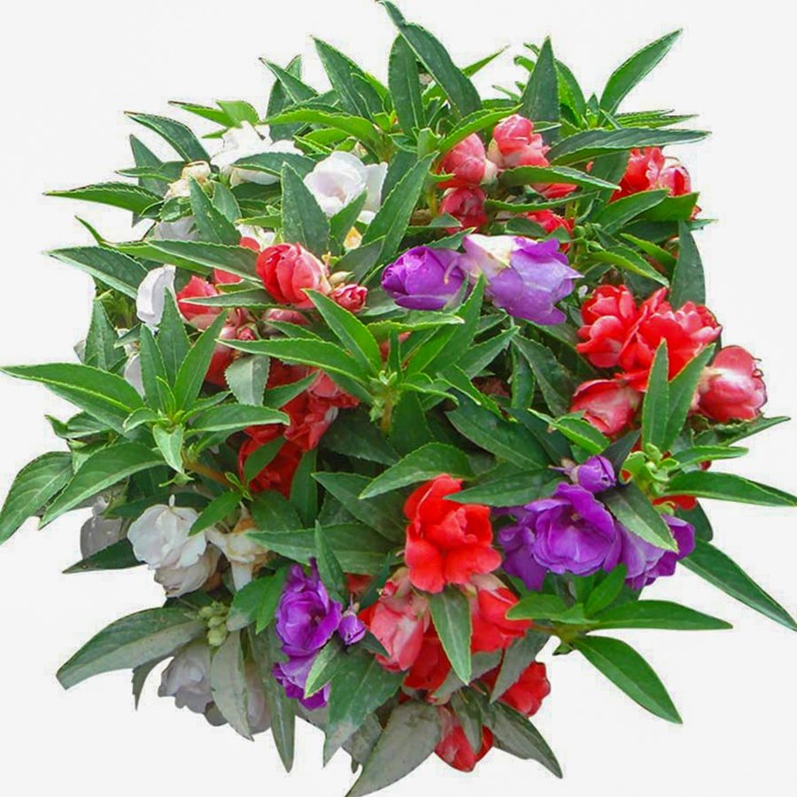 Karışık Renklerde Türbe Çiçeği Tohumu-30 Tohum