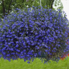 Mavi Lobelya Çiçeği Tohumu-50 Tohum