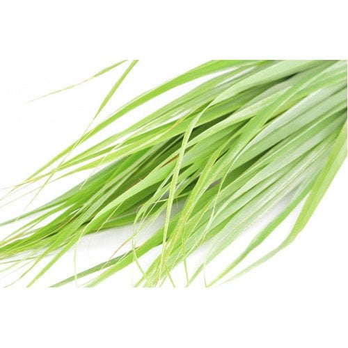 Citronella Uçucu Yağı