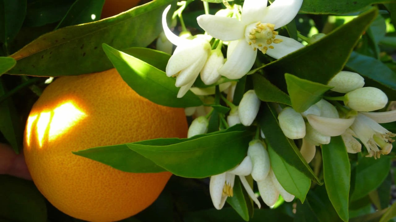 Portakal Çiçeği (Neroli) Suyu