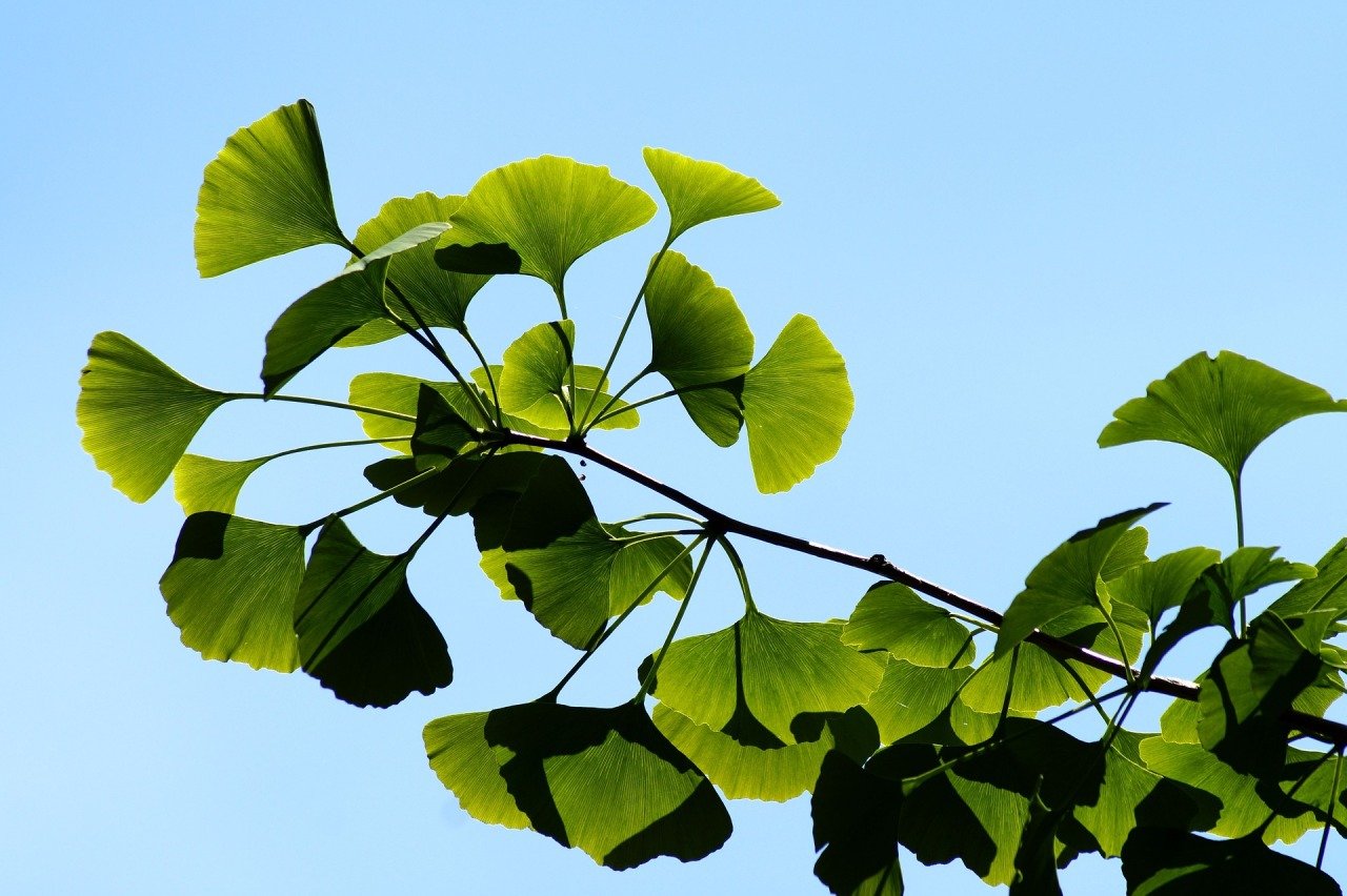 Gingko Özü