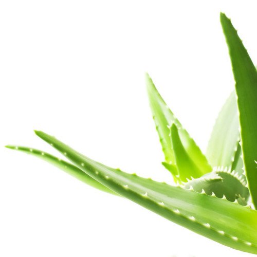 Aloe Vera Yağı