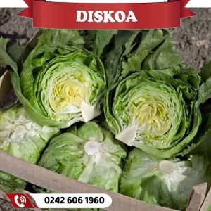 Diskoa Göbek Marul Fidesi