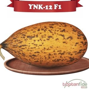 YNK-12 F1 - Kırkağaç Kavun Fidesi