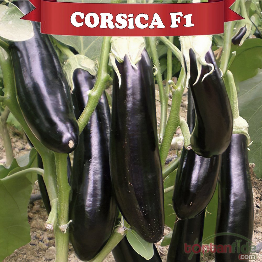 Corsica F1 Patlıcan Fidesi