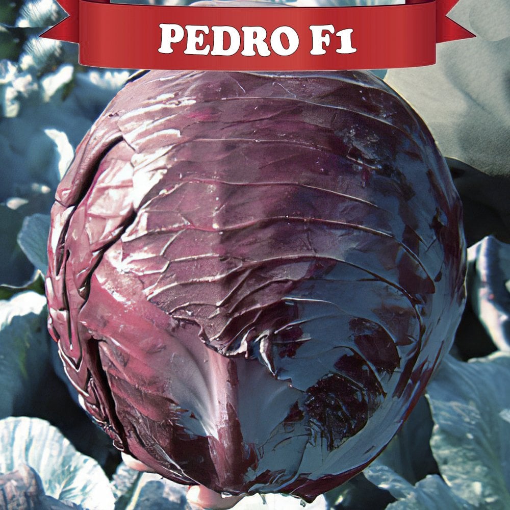 Pedro F1 Kırmızı Lahana Fidesi