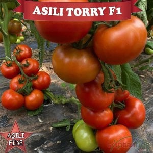 Aşılı Torry F1 İri Domates Fidesi