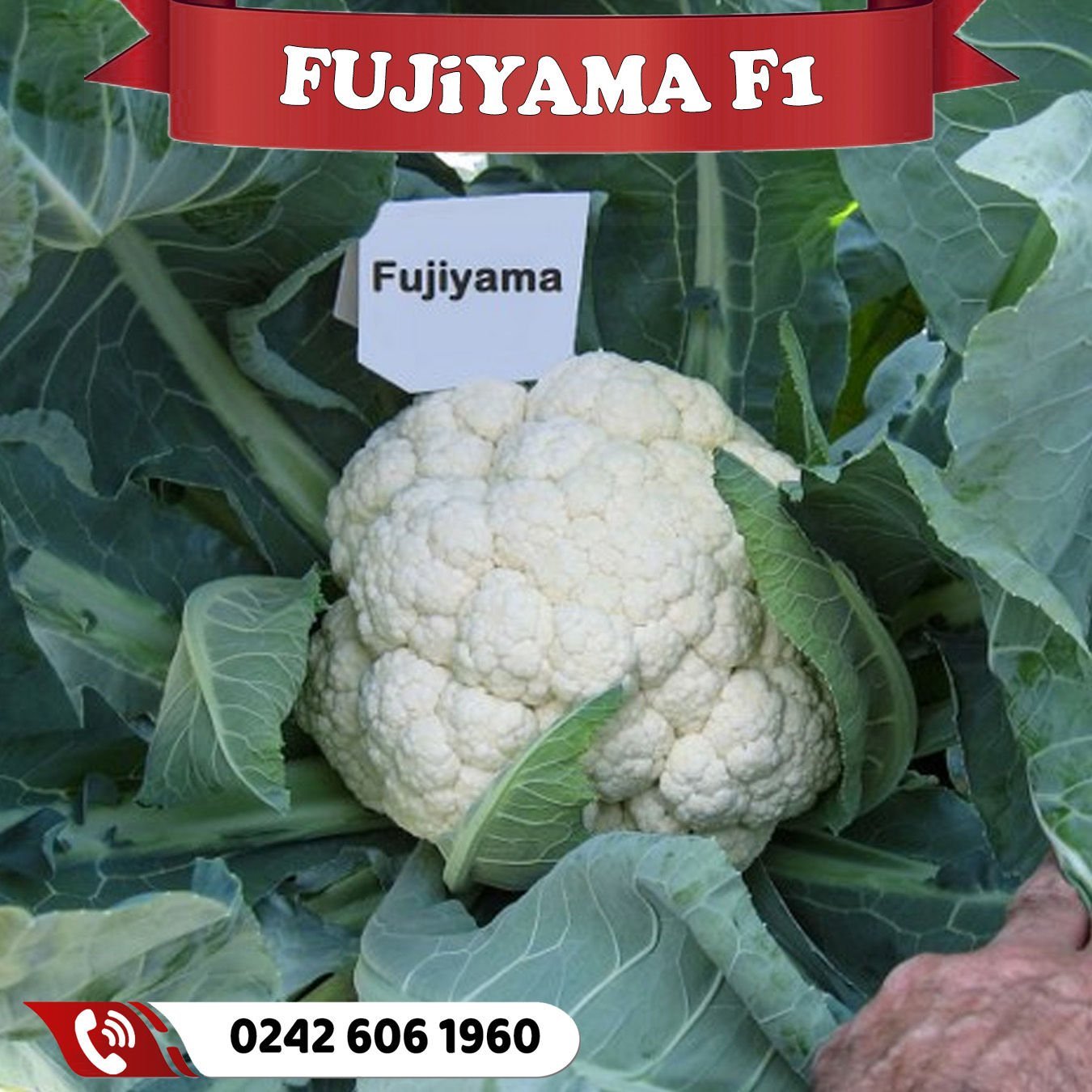 Fujiyama F1 Erkenci Karnabahar Fidesi