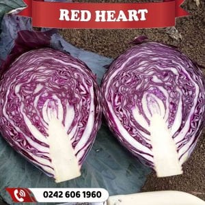 Red Heart Kırmızı Lahana Fidesi