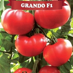 Grando F1 Beef Domates Fidesi