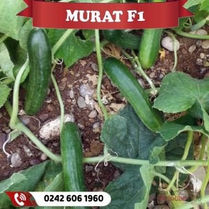 Murat F1 Oturak Hıyar Fidesi