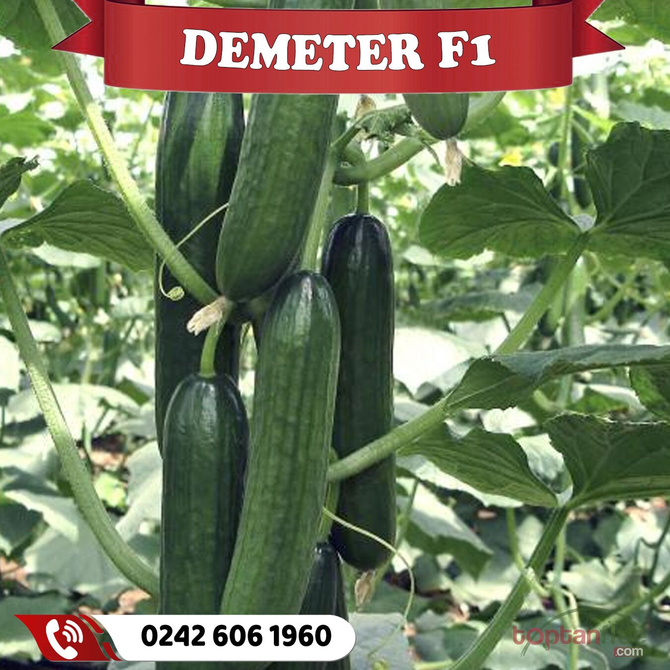 Demeter F1 Sırık Hıyar Fidesi