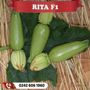 Rıta F1 Ampul Kabak Fidesi