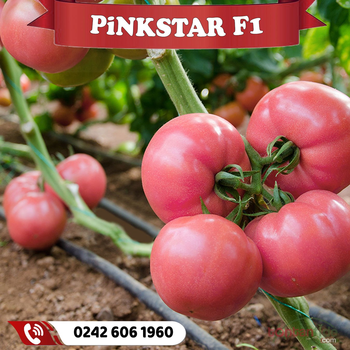 Pinkstar F1 Sırık Pembe Domates Fidesi