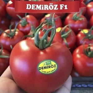 Demiröz F1 Sırık Domates Fidesi