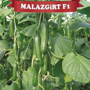 Malazgirt F1 Hıyar Fidesi