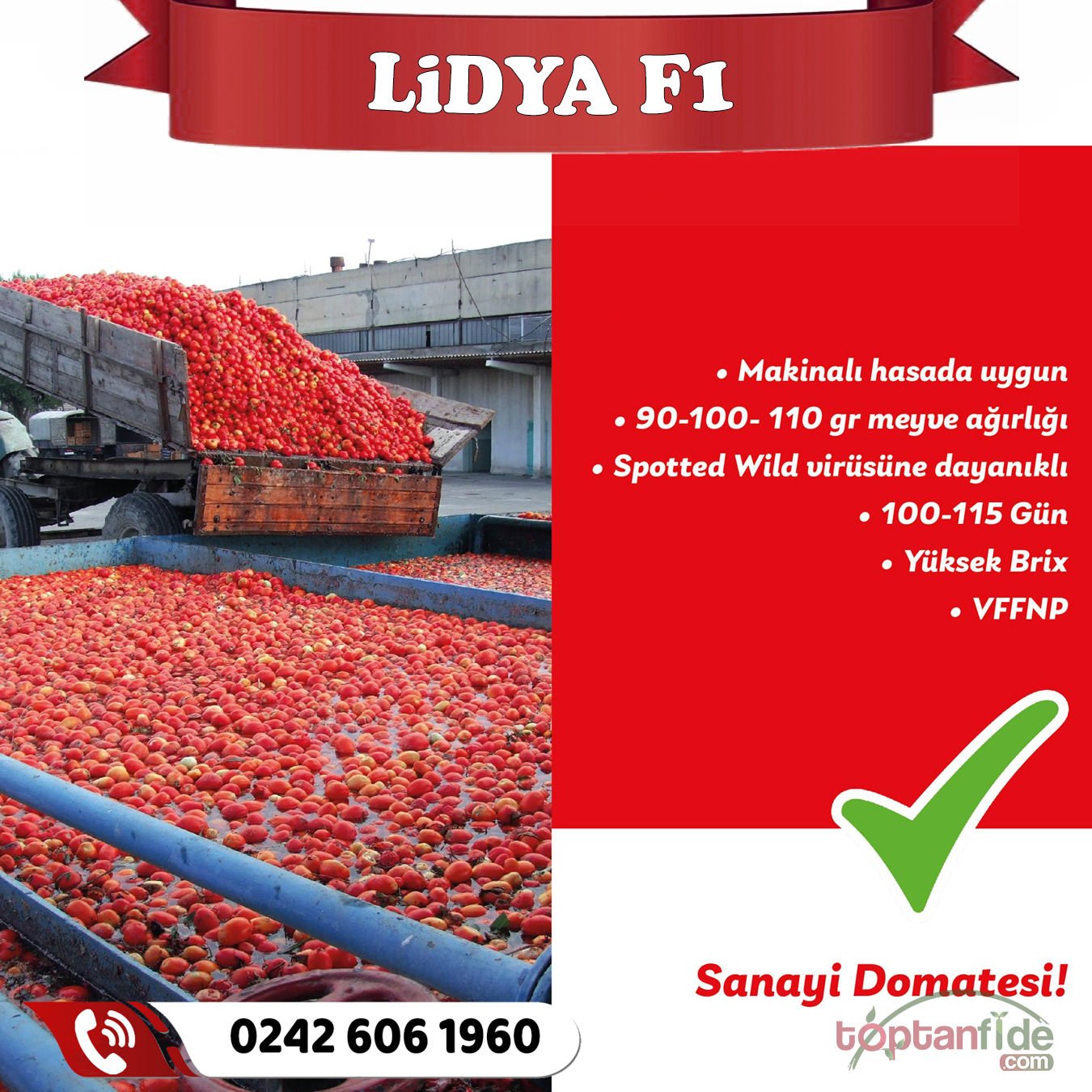 Lidya F1 Salçalık Domates Fidesi