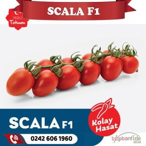 Scala F1 Sırık Salkım Domates Fidesi