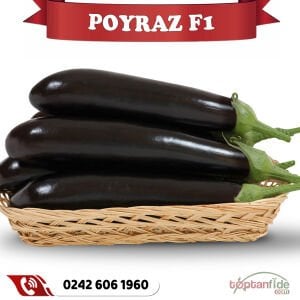 Poyraz F1 Siyah Patlıcan Fidesi