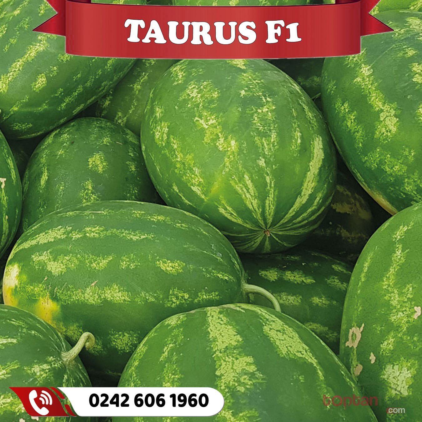 Taurus F1 - Ala Karpuz Fidesi