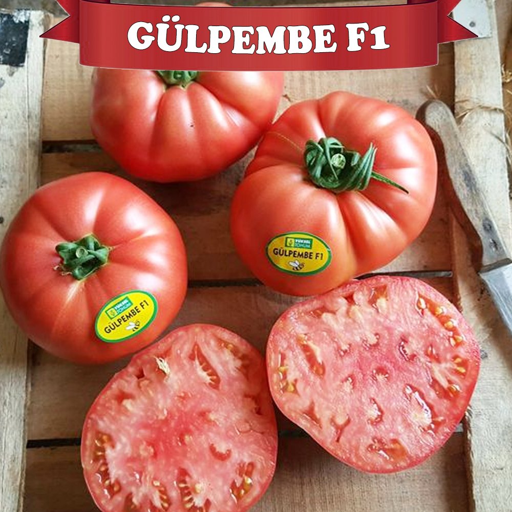 Gülpembe F1 Pembe Beef Domates Fidesi