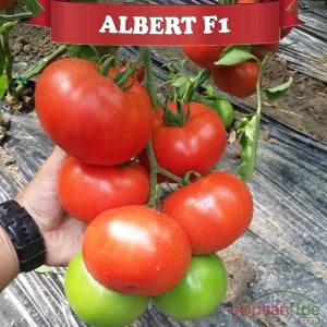 Alberty F1 Beef Domates Fidesi