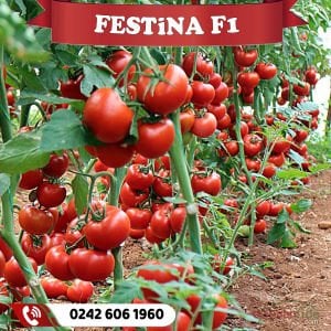 Festina F1 Sırık Domates Fidesi