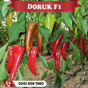 Doruk F1 Kapya Biber Fidesi