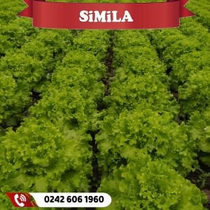 Simila Kıvırcık Marul Fidesi